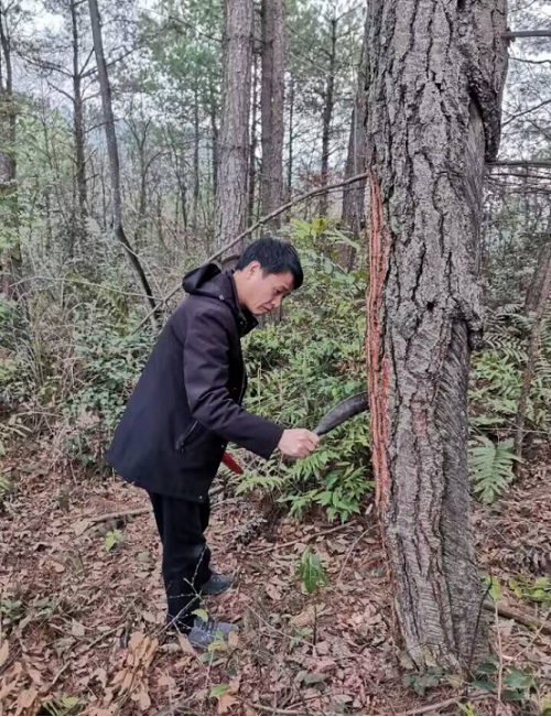 黎平县：开展林业有害生物越冬代专项调查496 (1)