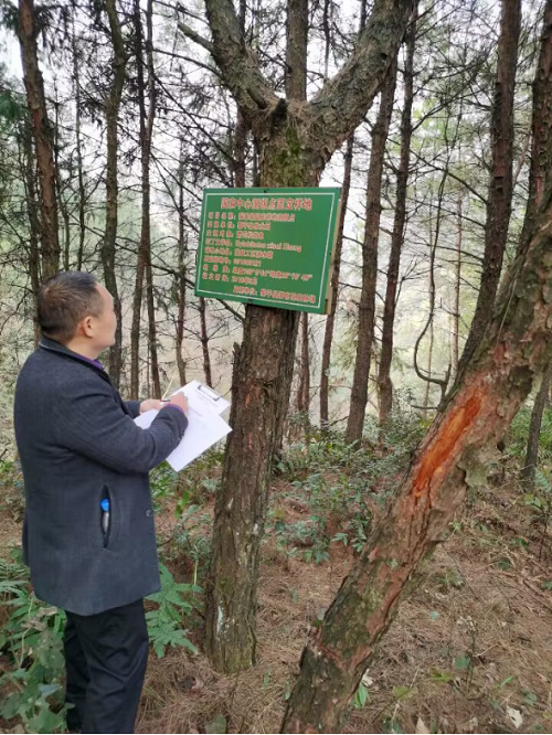 黎平县：开展林业有害生物越冬代专项调查496 (2)