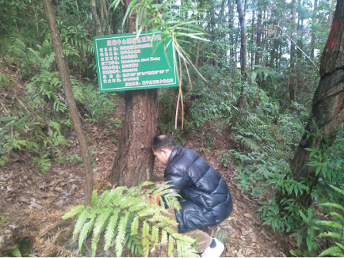 黎平县：开展林业有害生物越冬代专项调查496 (3)