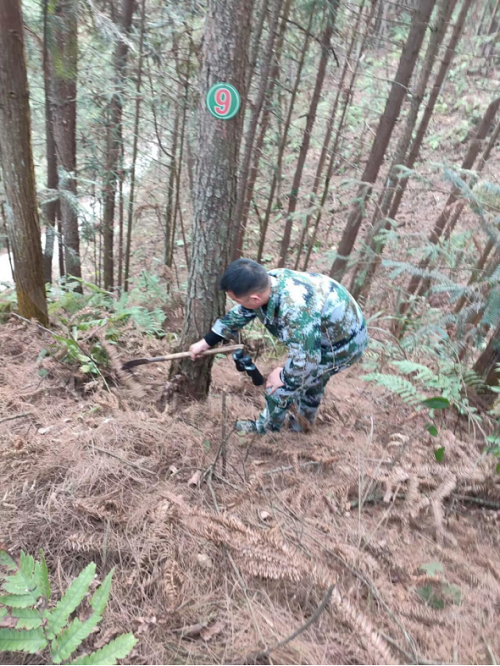 黎平县：开展林业有害生物越冬代专项调查496 (4)