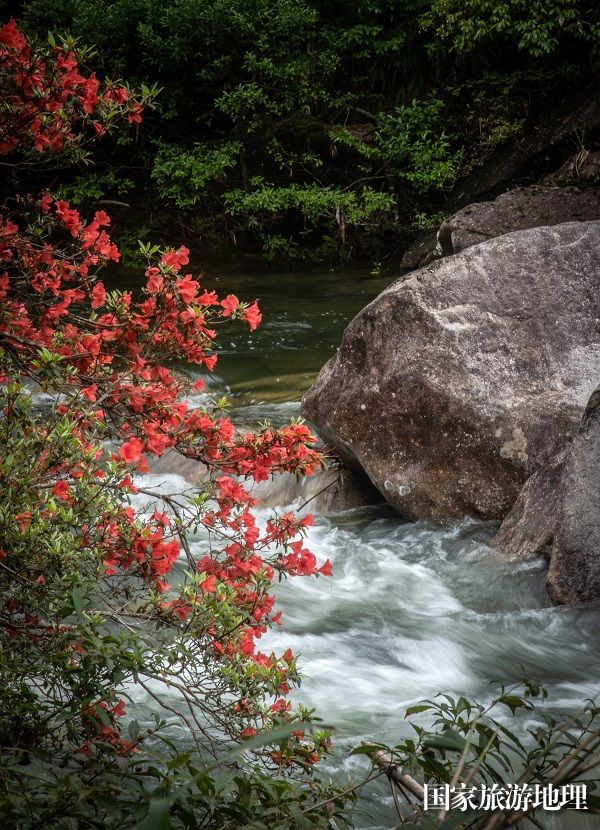 溪水与映山红成趣相照