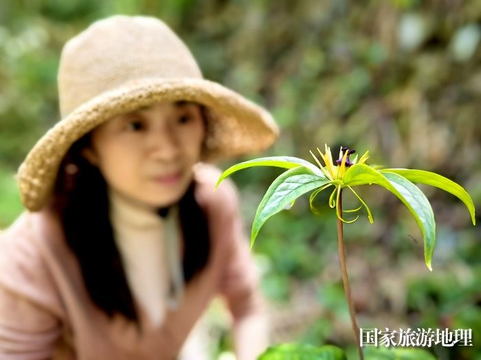 《江西浮梁：“国保”七叶一枝花现身古茶园》图1