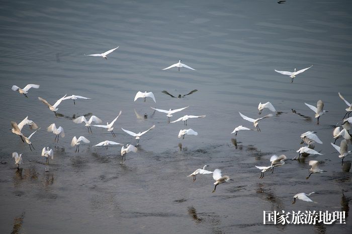 17、2023年4月15日，广西梧州市（市区段）西江水域，成群白鹭栖息飞翔，成为一道靓丽的风景线。（何华文）