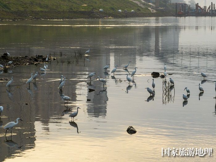 1、2023年4月15日，广西梧州市（市区段）西江水域，成群白鹭栖息飞翔，成为一道靓丽的风景线。（何华文）