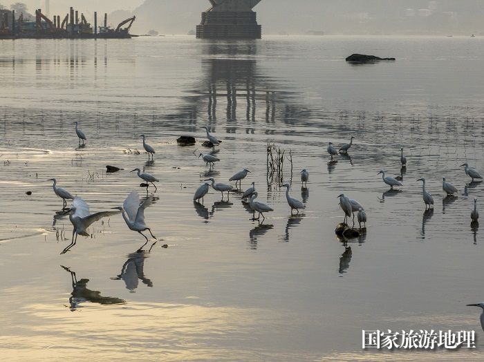 3、2023年4月15日，广西梧州市（市区段）西江水域，成群白鹭栖息飞翔，成为一道靓丽的风景线。（何华文）