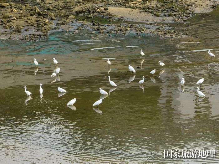 5、2023年4月15日，广西梧州市（市区段）西江水域，成群白鹭栖息飞翔，成为一道靓丽的风景线。（何华文）