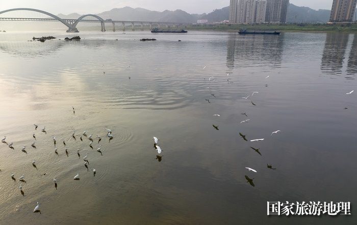 7、2023年4月15日，广西梧州市（市区段）西江水域，成群白鹭栖息飞翔，成为一道靓丽的风景线。（何华文）