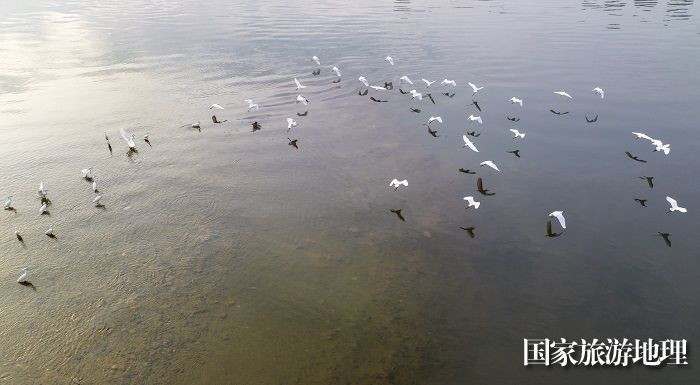 8、2023年4月15日，广西梧州市（市区段）西江水域，成群白鹭栖息飞翔，成为一道靓丽的风景线。（何华文）