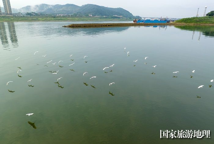 9、2023年4月15日，广西梧州市（市区段）西江水域，成群白鹭栖息飞翔，成为一道靓丽的风景线。（何华文）