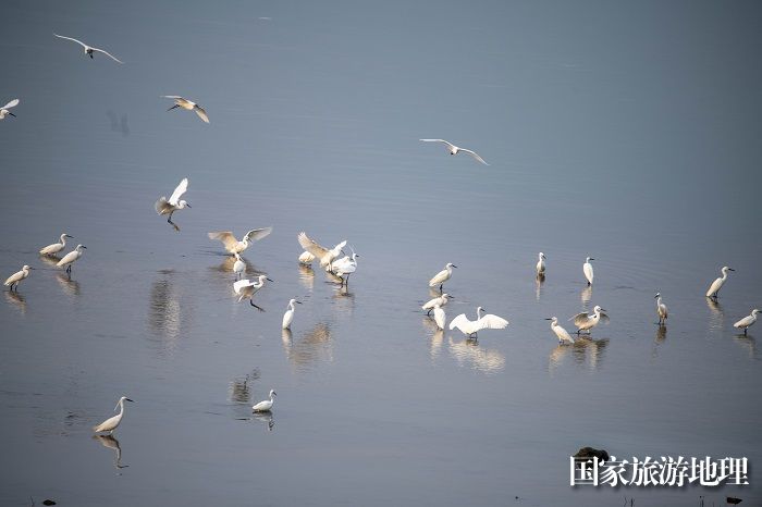 10、2023年4月15日，广西梧州市（市区段）西江水域，成群白鹭栖息飞翔，成为一道靓丽的风景线。（何华文）