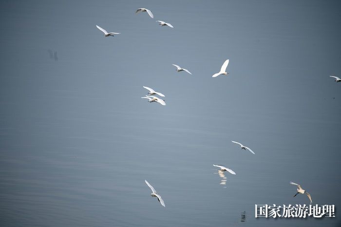 12、2023年4月15日，广西梧州市（市区段）西江水域，成群白鹭栖息飞翔，成为一道靓丽的风景线。（何华文）