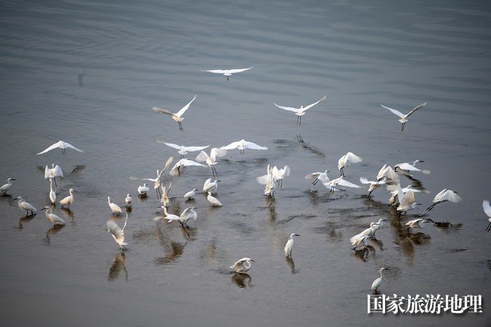 13、2023年4月15日，广西梧州市（市区段）西江水域，成群白鹭栖息飞翔，成为一道靓丽的风景线。（何华文）