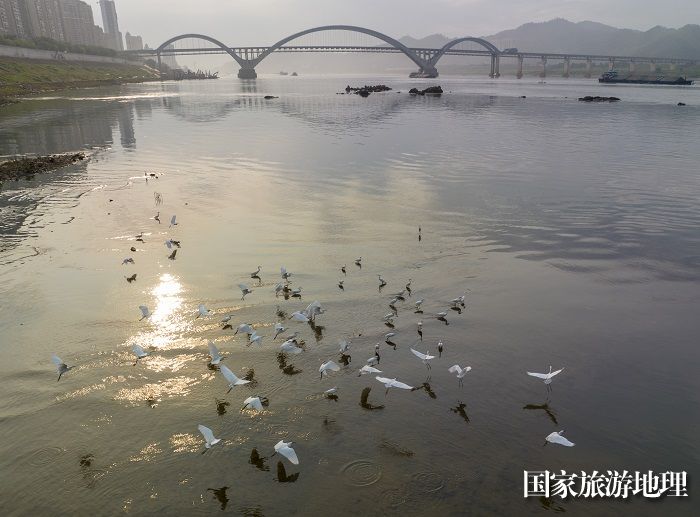 18、2023年4月15日，广西梧州市（市区段）西江水域，成群白鹭栖息飞翔，成为一道靓丽的风景线。（何华文）