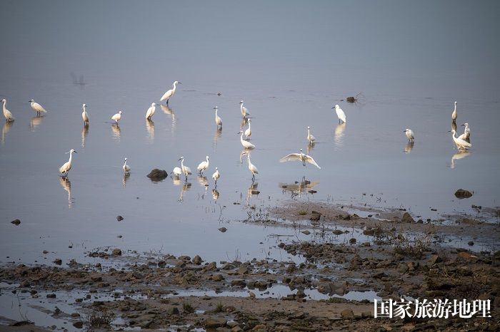 22、2023年4月15日，广西梧州市（市区段）西江水域，成群白鹭栖息飞翔，成为一道靓丽的风景线。（何华文）