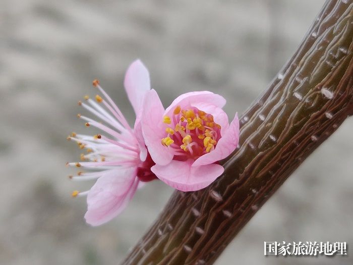 新疆福海：共赴一场春暖花开，摄影胡玉萍1