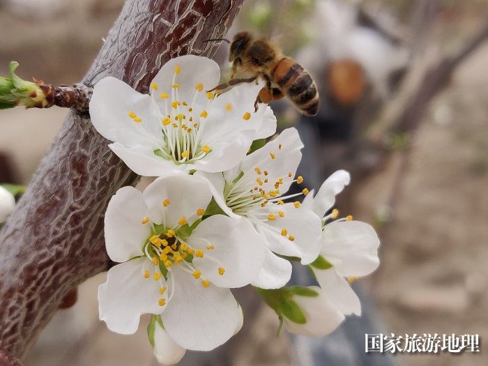 新疆福海：共赴一场春暖花开，摄影胡玉萍4