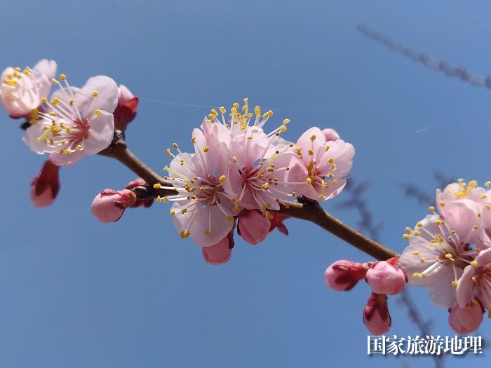 新疆福海：共赴一场春暖花开，摄影胡玉萍7