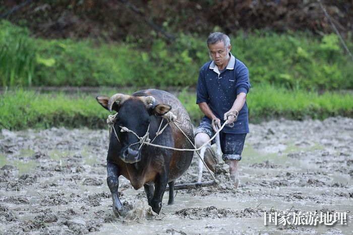 5月23日，村民在“牛耕部落”里赶牛耕作 (1)