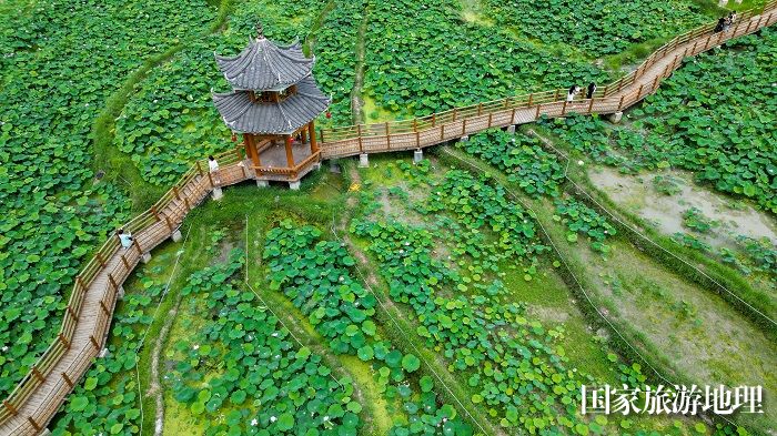 2023年7月1日，游客在贵州省从江县洛香镇四联村的荷塘里赏荷拍照。 (2)