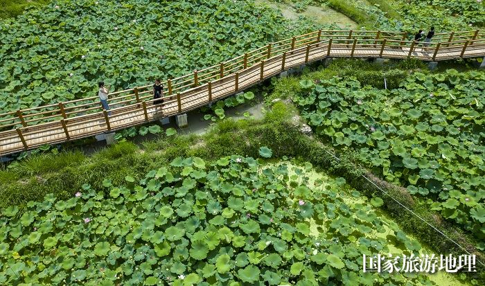 2023年7月1日，游客在贵州省从江县洛香镇四联村的荷塘里赏荷拍照。 (3)