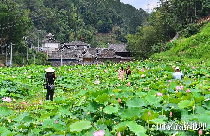 2023年7月1日，游客在贵州省从江县洛香镇四联村的荷塘里赏荷拍照。 (5)