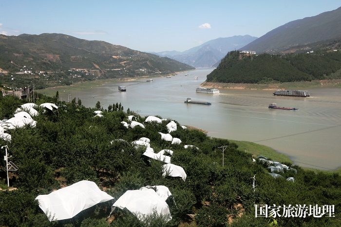图5：长江两岸遍地花果山，黄金水道游轮货船争流，三峡呈现空前生态经济大好形势。唐金生