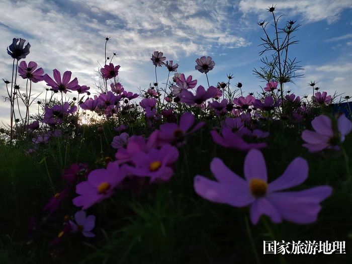 晨晖中格桑花。