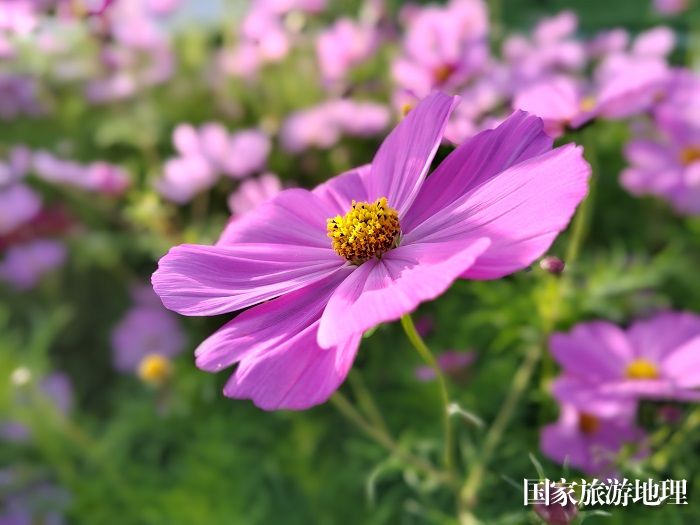 盛开的格桑花。 (1)