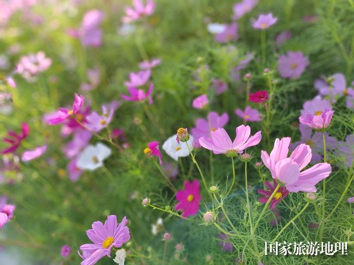 盛开的格桑花。 (2)