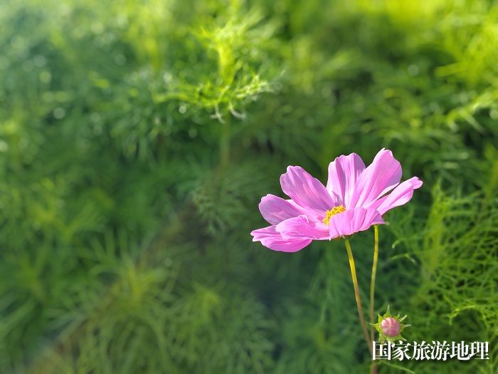 盛开的格桑花。 (4)
