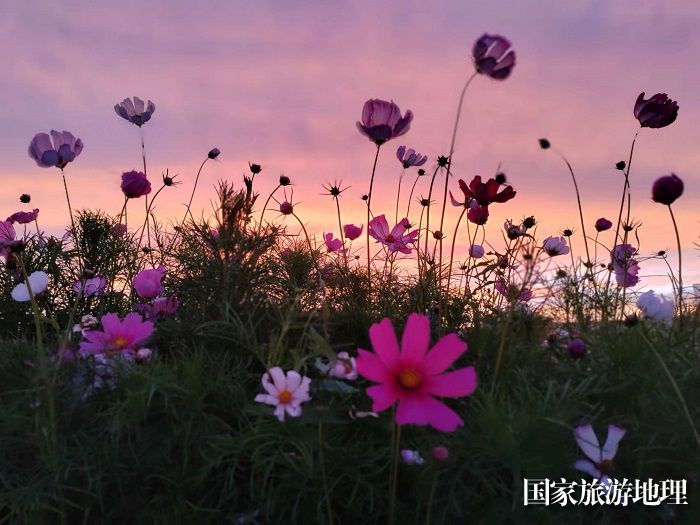 晚霞与格桑花交相辉映。 (1)
