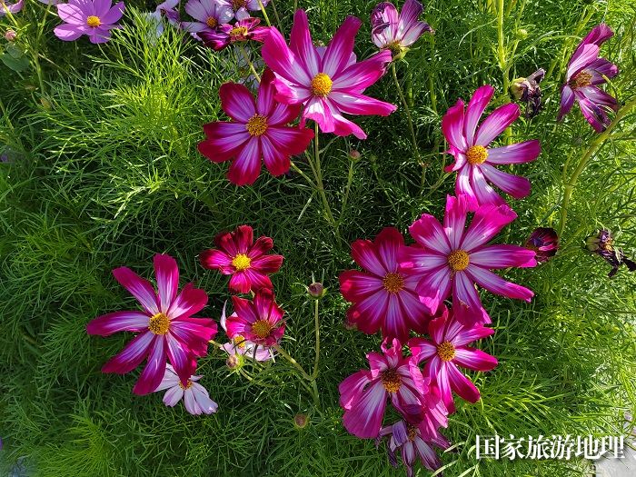 晚霞与格桑花交相辉映。 (2)