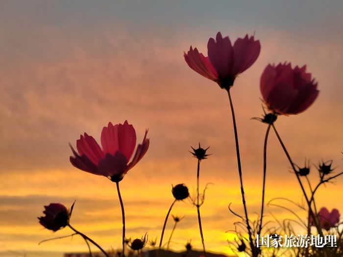 晚霞与格桑花交相辉映。 (3)