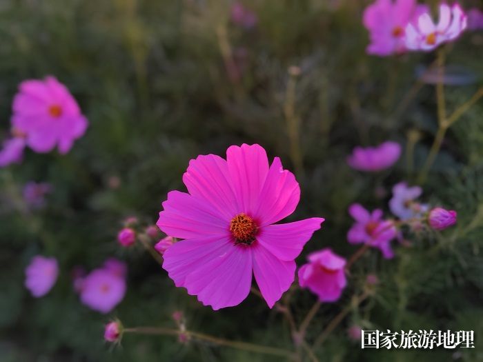 霞光映照格桑花。