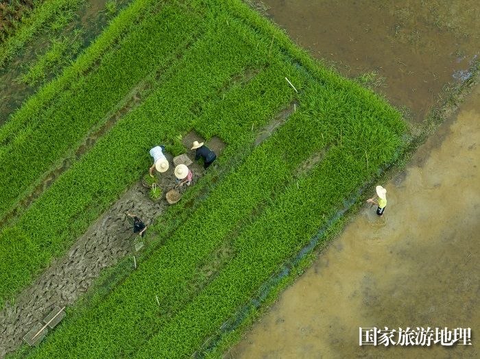 1、2023年8月5日，广西梧州市苍梧县京南镇武岭村农民抢插晚稻秧苗，田间地头一派繁忙景象。（何华文）