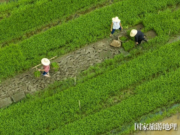 6、2023年8月5日，广西梧州市苍梧县京南镇武岭村农民抢插晚稻秧苗，田间地头一派繁忙景象。（何华文）