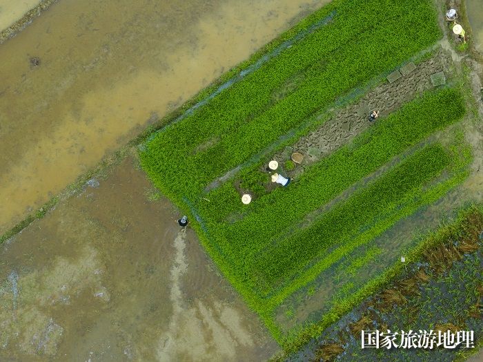 8、2023年8月5日，广西梧州市苍梧县京南镇武岭村农民抢插晚稻秧苗，田间地头一派繁忙景象。（何华文）