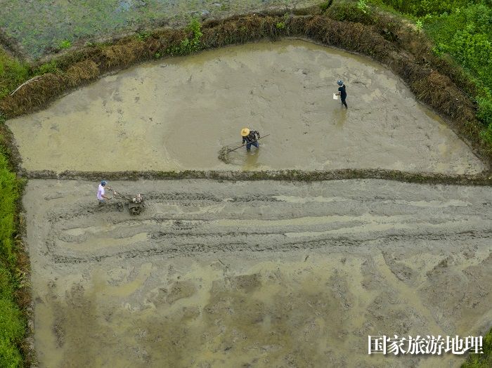 10、2023年8月5日，广西梧州市苍梧县京南镇武岭村农民抢插晚稻秧苗，田间地头一派繁忙景象。（何华文）