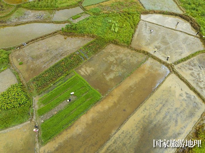 11、2023年8月5日，广西梧州市苍梧县京南镇武岭村农民抢插晚稻秧苗，田间地头一派繁忙景象。（何华文）