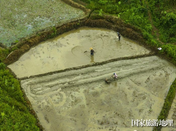 12、2023年8月5日，广西梧州市苍梧县京南镇武岭村农民抢插晚稻秧苗，田间地头一派繁忙景象。（何华文）