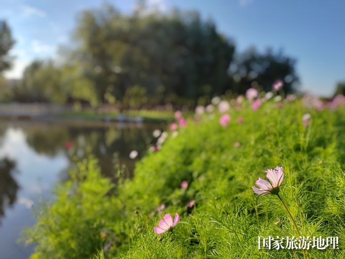 格桑花