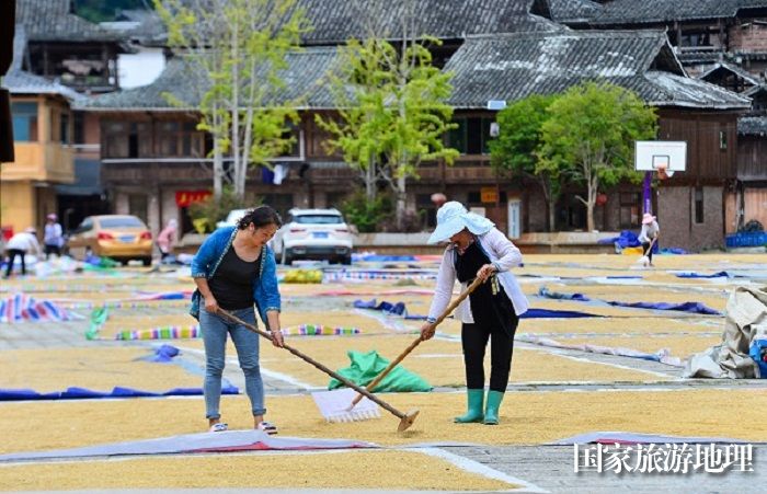 2023年9月18日，贵州省从江县高增乡小黄侗寨村民在晾晒稻谷。 (13)