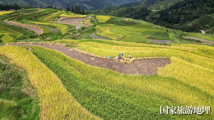  2023年9月17日，在贵州省黔东南苗族侗族自治州从江县翠里乡岑丰村拍摄的梯田风光。 (4)