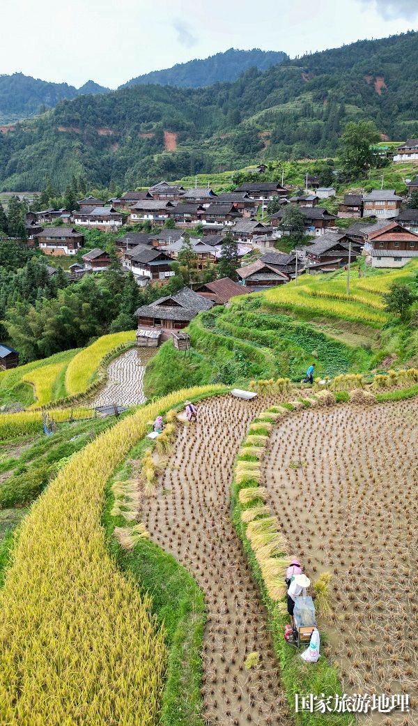  2023年9月17日，在贵州省黔东南苗族侗族自治州从江县翠里乡岑丰村拍摄的梯田风光。 (16)