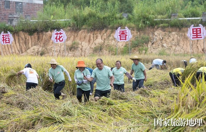 1、2023年9月23日，在梧州市万秀区城东镇河口村都市农场，农民和游客进行稻谷收割比赛。（何华文）