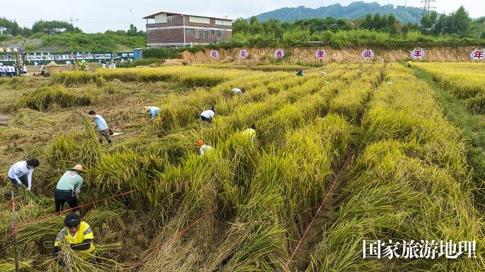 3、2023年9月23日，在梧州市万秀区城东镇河口村都市农场，农民和游客进行稻谷收割比赛。（何华文）