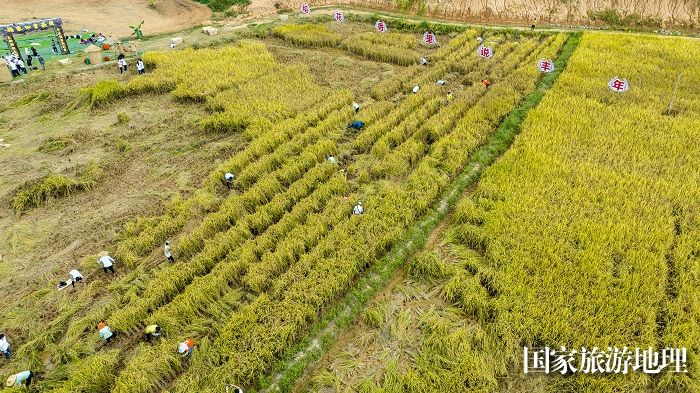 12、2023年9月23日，在梧州市万秀区城东镇河口村都市农场，农民和游客进行稻谷收割比赛。（何华文）