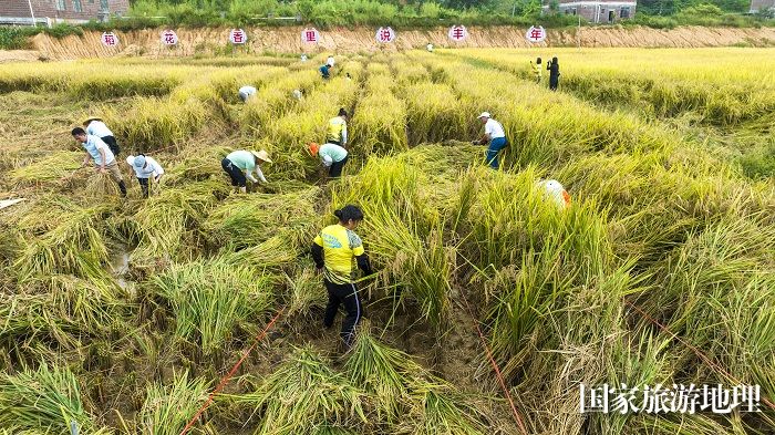 13、2023年9月23日，在梧州市万秀区城东镇河口村都市农场，农民和游客进行稻谷收割比赛。（何华文）