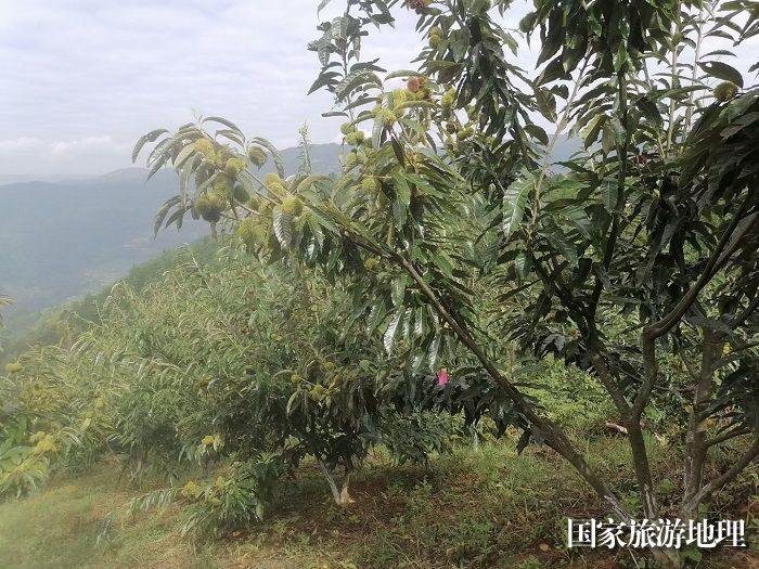 图为登界村高山椎栗种植基地