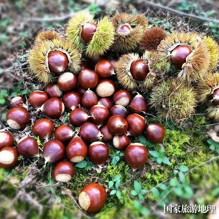 图为登界村色泽鲜艳的高山椎栗